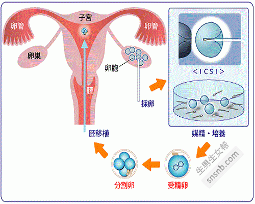 正规供卵机构【正规供卵机构:助您实现生育梦想】